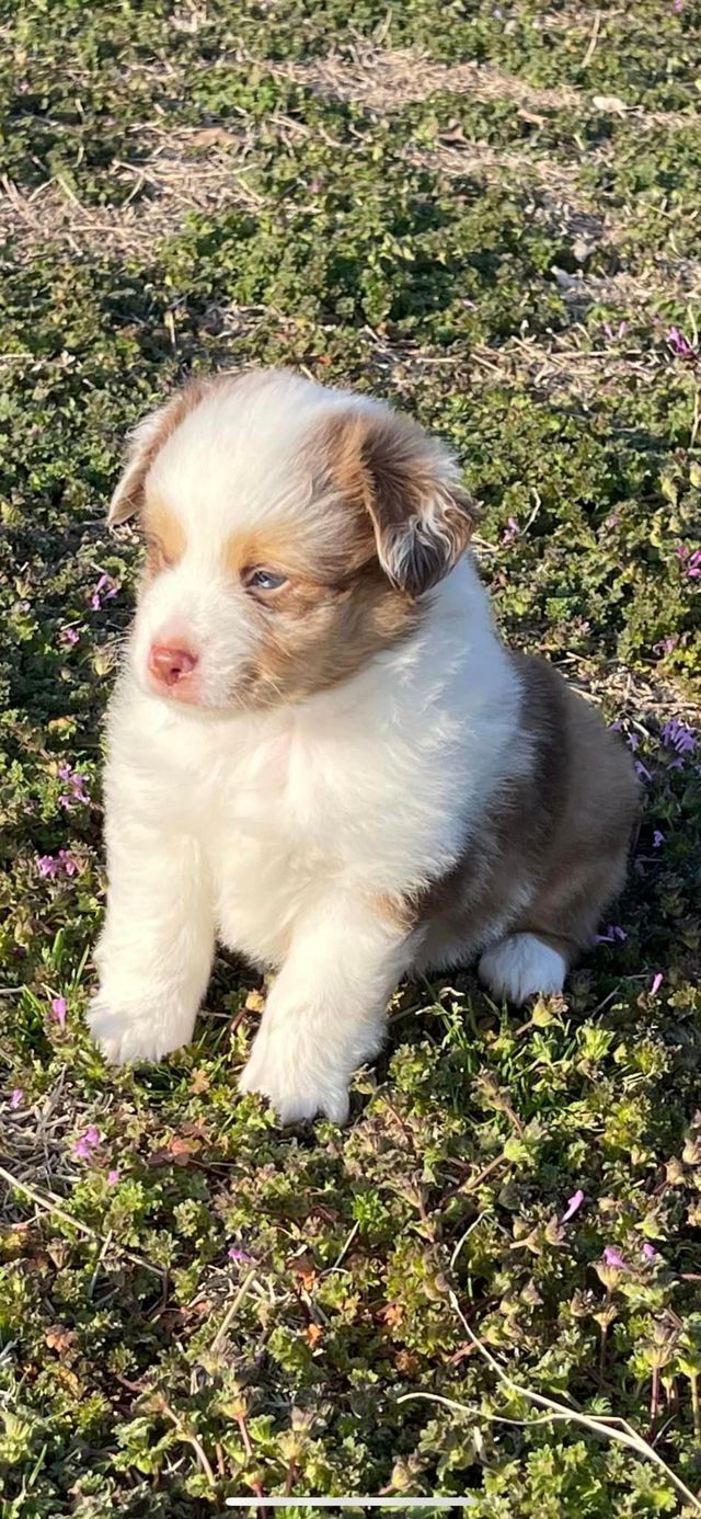 Double merle 2024 aussie puppy